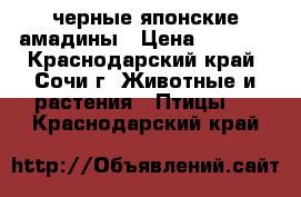 черные японские амадины › Цена ­ 1 000 - Краснодарский край, Сочи г. Животные и растения » Птицы   . Краснодарский край